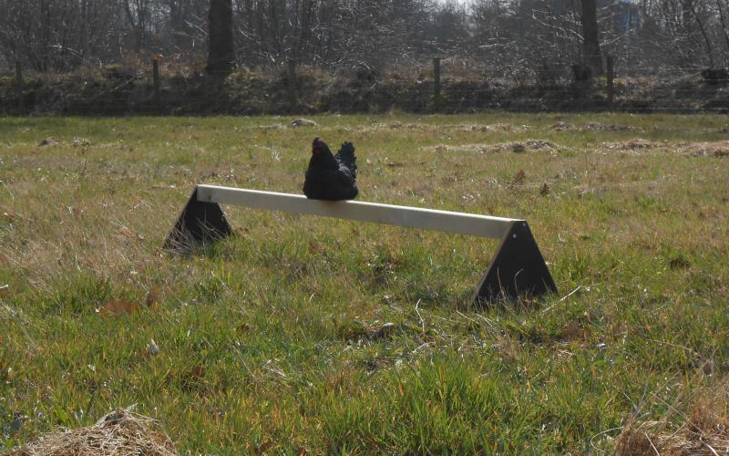 Kippenhok Extra zitstok Kwaliteits dierenverblijven van der Land