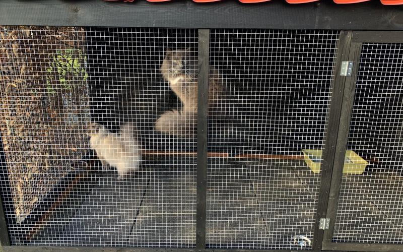 Kippenhok Kattenren sneek type A Kwaliteits dierenverblijven van der Land